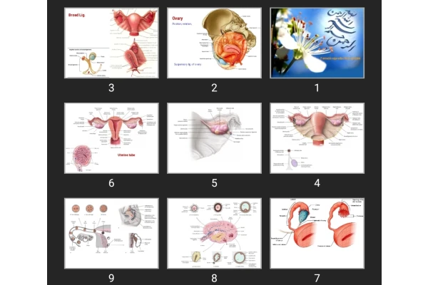 پاورپوینت Female reproductive system