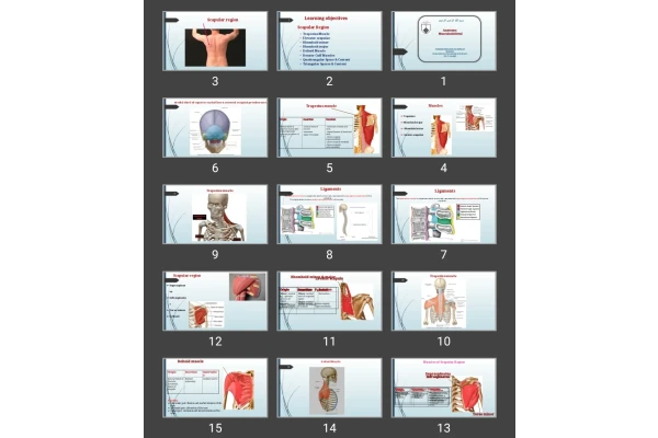 پاورپوینت آناتومی اسکلتی عضلانی(Scapular region)