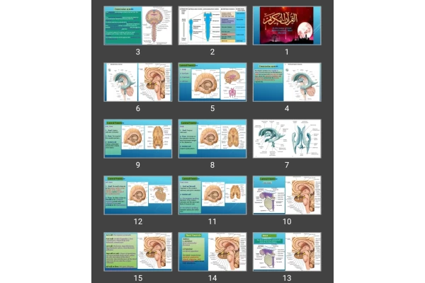 پاورپوینت Ventricular system