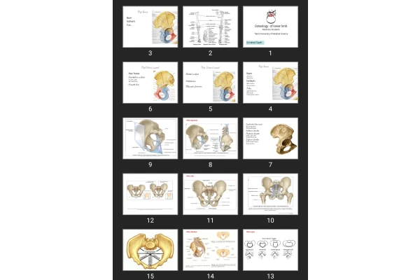 پاورپوینت Osteology of lower limb