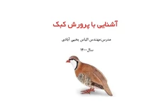 آشنایی با پرورش کبک پرنده سود آور