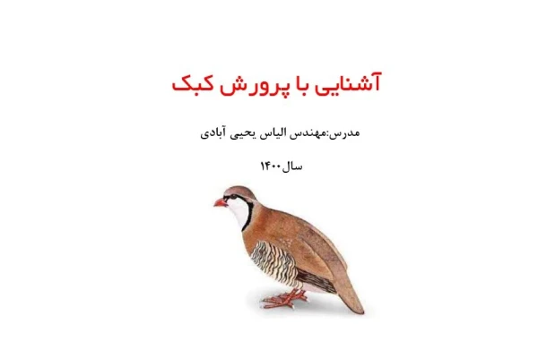 آشنایی با پرورش کبک پرنده سود آور