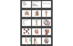 پاورپوینت vascular system