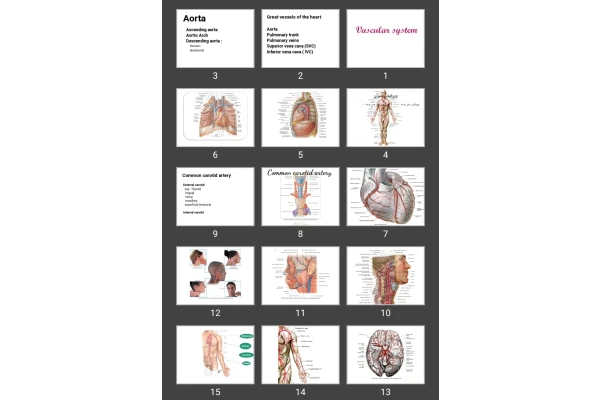 پاورپوینت vascular system