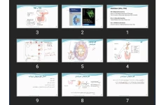 پاورپوینت Thyroid Hormones