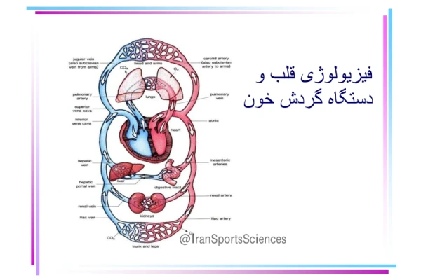 (نسخه کامل)✅           📝جزوه:  فیزیولوژی قلب ودستگاه گردش خون