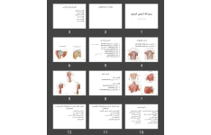 پاورپوینت رادیولوژی عضلات(عضلات اندام فوقانی)