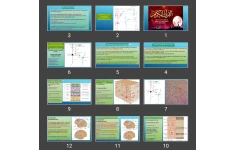 پاورپوینت The Cerebral Cortex