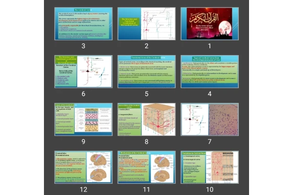 پاورپوینت The Cerebral Cortex