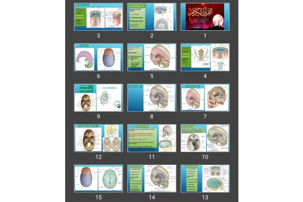 پاورپوینت The Meninges of the Brain and Spinal Cord