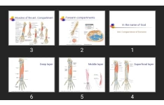 پاورپوینت Ant. Compartment of forearm