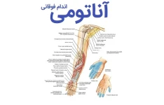   جزوه جامع و درسنامه آناتومی اندام فوقانی+ پاورپوینت آموزشی