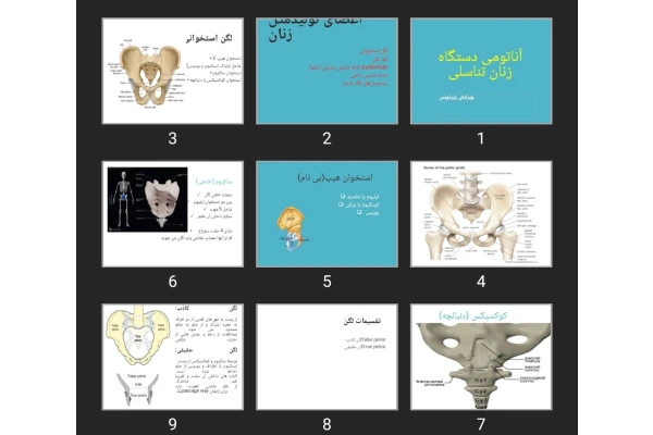 پاورپوینت آناتومی دستگاه تناسلی زنان