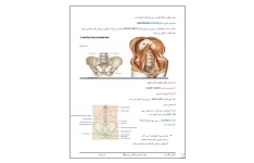 جزوه آناتومی گوارش، جدار قدامی شکم