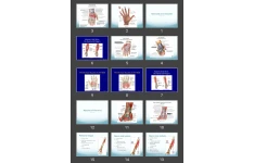 پاورپوینت Hand and wrist muscles