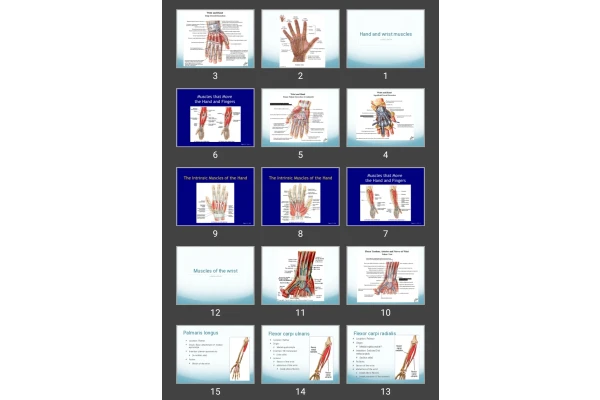 پاورپوینت Hand and wrist muscles